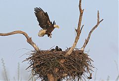 Bald Eagle